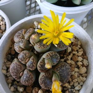 チランジア,リトープス,ティランジア,リトープス巴里玉,バンハイニンギー ジャンボの画像