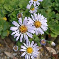 ダルマギク,家庭菜園の画像