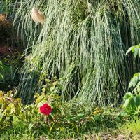 ハマナスの画像