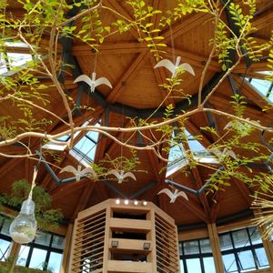 チランジア,シマトネリコ,しこんのぼたん,いいね、コメントありがとうございます♡,子豚ちゃんの画像