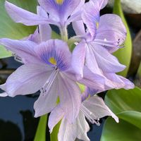 ハイビスカス,ホテイアオイ,パナマローズ,実家の庭,サンダンカの画像