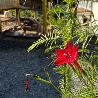 ルコウソウ,ラムネ温泉　仙寿の里の画像