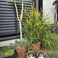 ミルクブッシュ,黒法師,モンキーツリー,モンキッキ,巨大化の画像