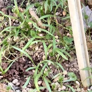 オルレア,酔芙蓉,酔芙蓉,オルレアの芽,かわいい花の画像