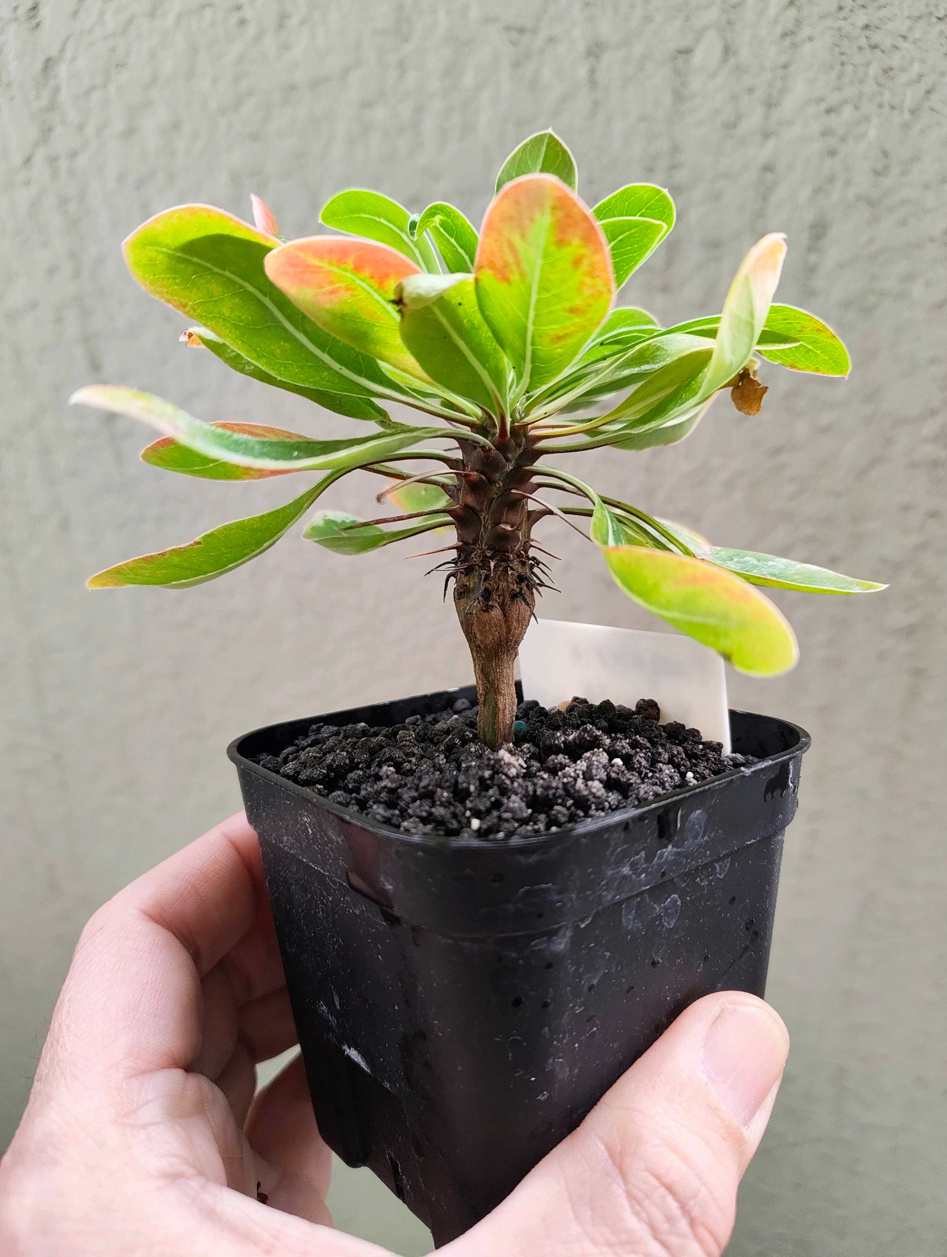 フォークイエリアの一覧｜🍀GreenSnap（グリーンスナップ）