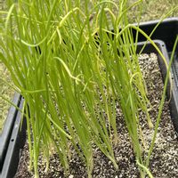黄麗,タマネギ　アイドルまさこ,家庭菜園の画像
