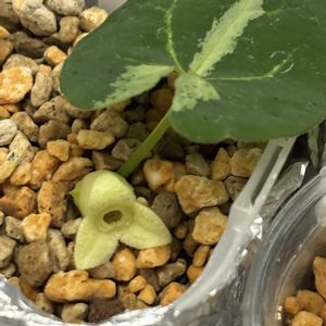 細辛,細辛,かわいい,初心者,伝統園芸植物の画像