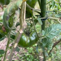 トマト,家庭菜園,庭の画像