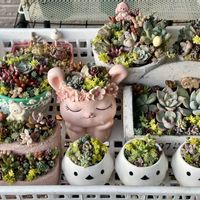 多肉植物,ちまちま寄せの画像