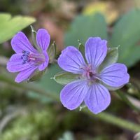 ナデシコ,紅葉,ゲンノショウコ,ゲンノショウコ,シラネセンキュウの画像