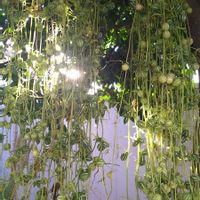 オキナワスズメウリ,SDGsの画像