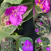 クレマチス,センニチコウ,トラデスカンチア,トラデスカンチア,バラの画像