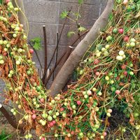 オキナワスズメウリ,SDGsの画像