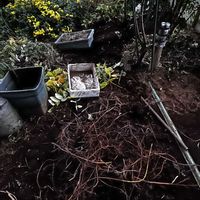 アマドコロ,伐採,抜根作業,終活の画像