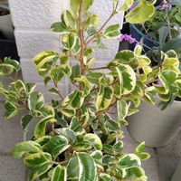 ベンジャミン,ベンジャミン・シタシオン,フィカス・ベンジャミナ,8日は葉っぱの発表会の画像