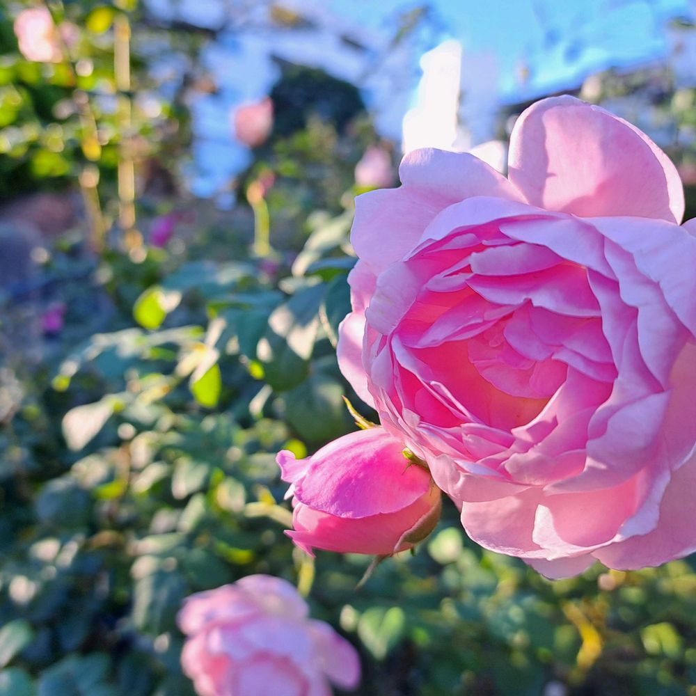 エリィさんの港の見える丘公園への投稿