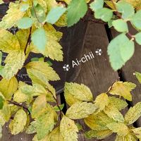 アジサイ,カシワバアジサイ,コデマリ,ハツユキカズラ,ミセバヤの画像