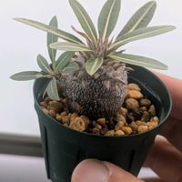 エケベリア　ハムシー,パキポディウム  ブレビカウレ レウコキサンツム,エケベリア属,多肉初心者,多肉植物とサボテンの画像