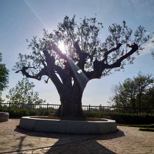 オリーブ,散歩,花壇,庭園,スマホ撮影の画像