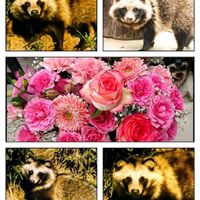 カーネーション,ガーベラ,薔薇,フラワーアレンジメント,可愛い〜♡の画像