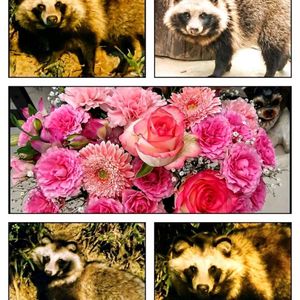 カーネーション,ガーベラ,薔薇,フラワーアレンジメント,可愛い〜♡の画像