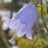 ツリガネニンジン,山野草の画像