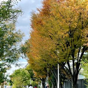 ケヤキ,ヒメシャラ,葉っぱの日,紅葉（こうよう）,葉っぱ好きの画像