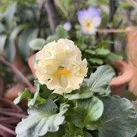 シュウメイギク,シモツケ ,サツレジャ  モンタナ,彩翠華 ふわりの画像