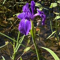 カキツバタ,山野草の画像