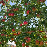 リンゴ,感謝,花のある暮らし,いつまでも,き　れ　い❤の画像