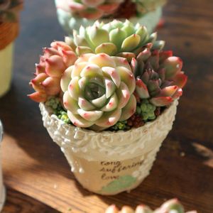 多肉植物いろいろ,多肉寄せ植え,雪国,北海道タニラー,多肉と暮らすの画像