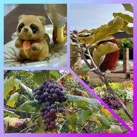 フェイジョア,ブドウ,ローゼル,バンクシア,シオデの画像