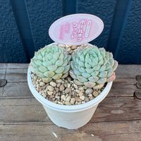 エケベリア,ボールオブファット,ボールオブファット,多肉植物,多肉植物のある暮らしの画像