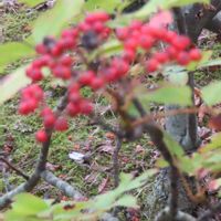 ナナカマドの画像