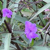 ヤナギバルイラソウ,散歩道の画像