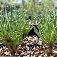 オーニソガラム,多肉植物,塊根植物,イベント,花のある暮らしの画像