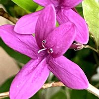 シューティングスター,ムラサキドリビー,ドリビードリビー,鉢植え,挿し木の画像