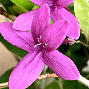 シューティングスター,ムラサキドリビー,ドリビードリビー,鉢植え,挿し木の画像