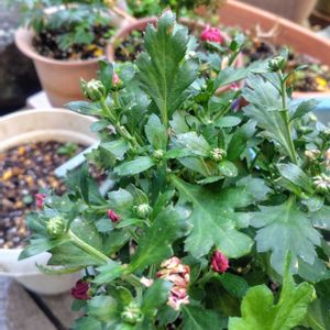 ストック,ラナンキュラス,葉牡丹,よく咲くスミレ,多肉寄せ植えの画像