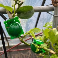 パッションフルーツ,取り木,家庭菜園の画像