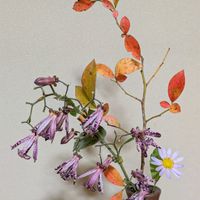 ブルーベリー,ホトトギス,ヨメナ,山野草,紅葉（こうよう）の画像