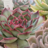 エケベリア,多肉植物いろいろ,ファイヤーフラワー,多肉植物,紅葉する多肉の画像