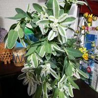 ハツユキソウの画像