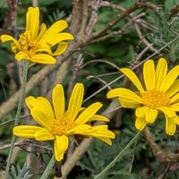 ユリオプスデージー,庭の画像