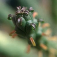 紅彩閣,オベサブロウ,九頭竜,フェルニア ゼブリナ,多肉植物の画像