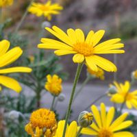 ユリオプスデージー,人に優しくの画像