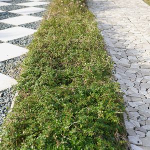 芝生,エリゲロン,クリーピング タイム,グランドカバー,白い花の画像