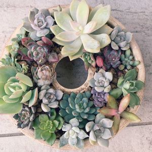 多肉植物,多肉植物寄せ植え,多肉寄せ植え,エケベリア属,多肉大好きの画像