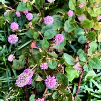 ポリゴナム（ヒメツルソバ）,花のある暮らし,ピンク❤︎ピンク,優しい色合い♡,繋がりに感謝✨の画像