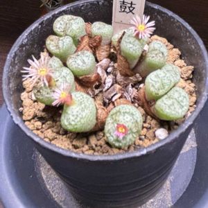 ユーフォルビア属,コノフィツム 綾鼓,多肉植物,観葉植物,塊根植物の画像